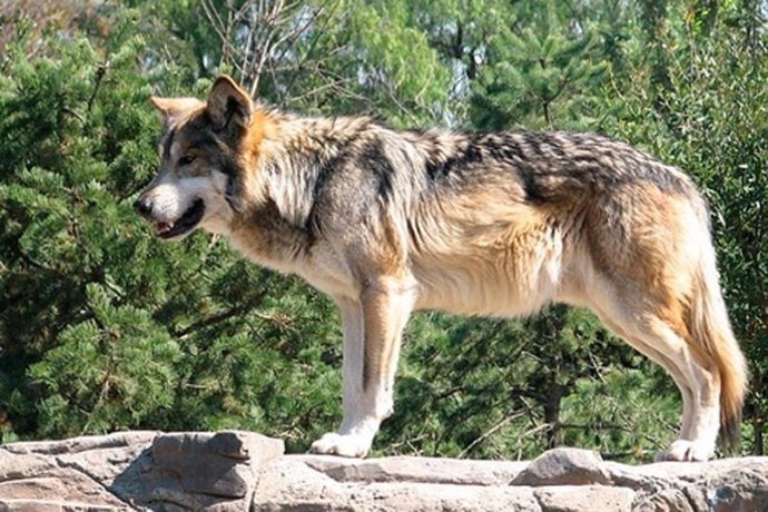 Lobo en Cabárceno