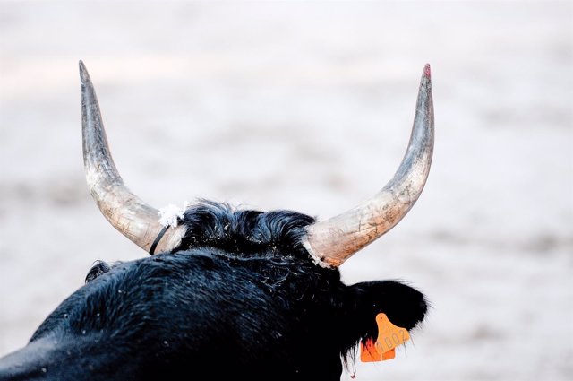 Una asociación animalista nacional aplaude la ley de los toros a la balear