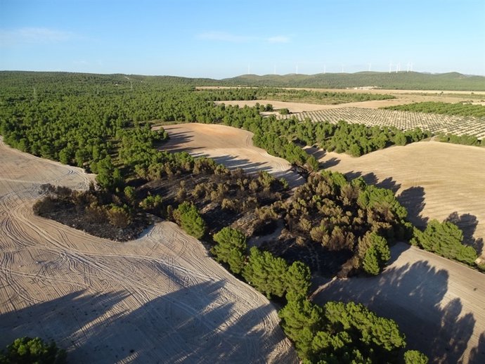 Incendio forestal declarado en Yecla