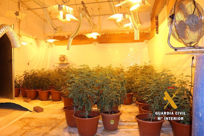 Opc Albacete. Nota De Prensa (Desmatelado Cultivo Indoor De Cannabis Sativa En V