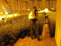 Un detenido con más de 1.100 plantas de marihuana en Priego de Córdoba
