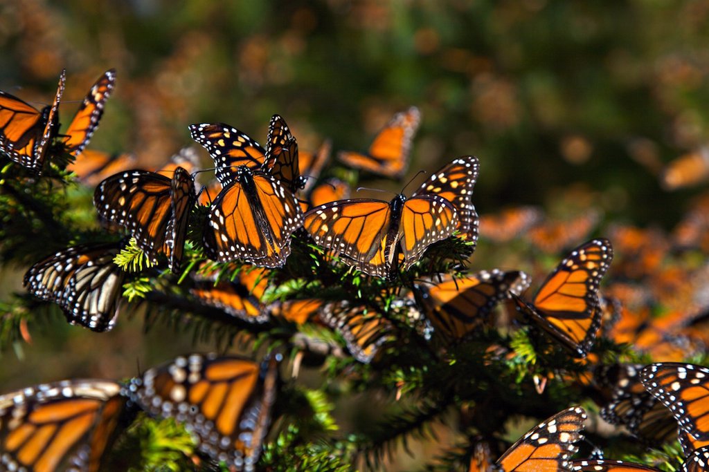 El Proyecto Que Salvaria El Hogar De La Mariposa Monarca En Mexico