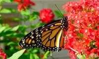 El proyecto que salvaría el hogar de la mariposa Monarca en México