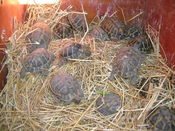 Tortuga mediterránea