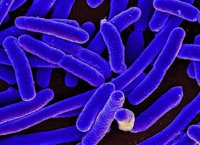 Investigan nuevos tratamientos para inhibir el impacto de la bacteria 'E.coli' en la salud