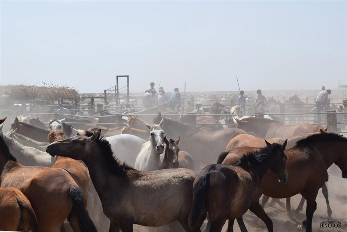 Recogida de las Yeguas. 