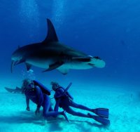 La Sección Oficial del 65 Festival de Cine de San Sebastián contará con cuatro proyecciones especiales