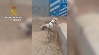 Investigado por maltrato a siete perros famélicos hallados en su finca de Sorbas (Almería)