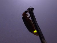 Una luciérnaga voladora vista por última vez hace casi un siglo en España, objetivo de los expertos este verano