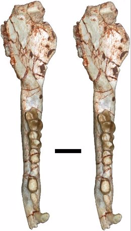Skeleton of an unusual, cat-sized marsupial relative (Metatheria: Marsupialiform