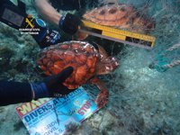 Los GEAS de la Guardia Civil recuperan una red de pesca abandonada con dos tortugas marinas ahogadas