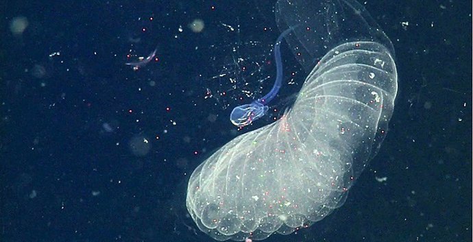  A Giant Larvacean (The Blue, Tadpole-Like Animal) Beats Its Tail To Pump Water 
