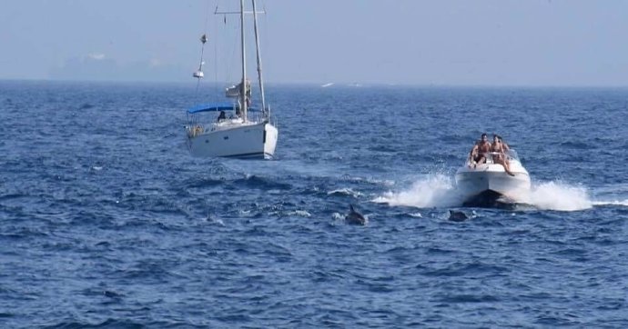 Delfines en la Bahía de Algeciras