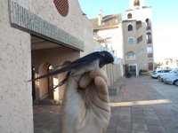 Cádiz.- Bahía Sur anilla 34 golondrinas y colabora con un estudio internacional sobre sus migraciones