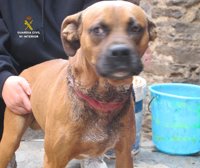 El Seprona investiga a una joven de Riello (León) por causar graves heridas a un bóxer