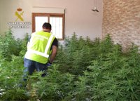 Cae un clan familiar con cinco detenidos y un centenar de plantas de marihuana