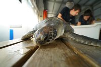 El Oceanogràfic soltará el martes en Jávea una tortuga recuperada en el Arca del Mar