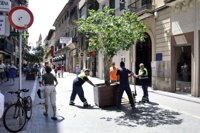 Cort instala barreras de hormigón y jardineras en Palma para reforzar la seguridad