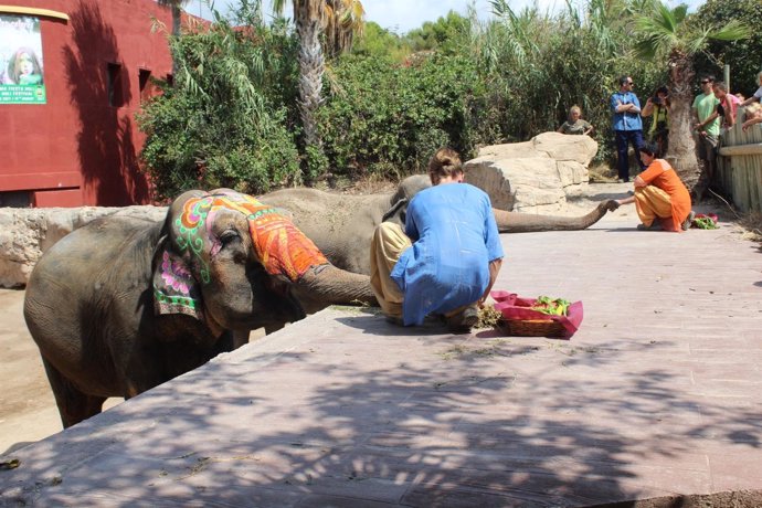 Las cuidadoras han tardado dos días en pintar a las elefantas