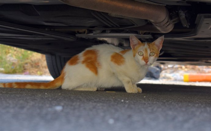 Gato callejero en Alhaurín
