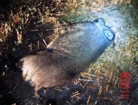 Policía Foral atiende cinco atropellos a jabalíes esta noche en Navarra