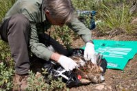 El GOB advierte de la falta de agentes mediambientales en las Islas