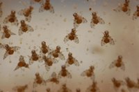 Investigadores hallan modificaciones en feromonas femeninas en la mosca de la fruta relacionadas con la insulina