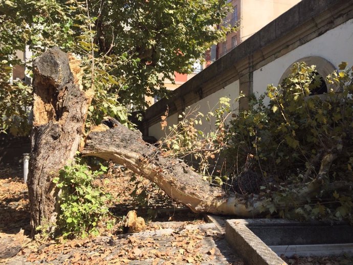 Caída de árbol en Ourense