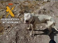 Auxilian en Almería a un cachorro desnutrido al que arrancaron el chip identificativo