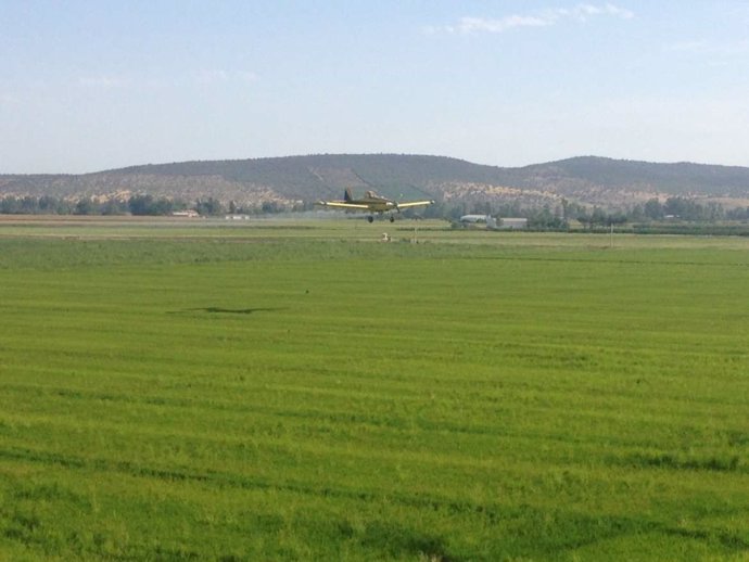 Un avión trata un cultivo de arroz contra la pudenta