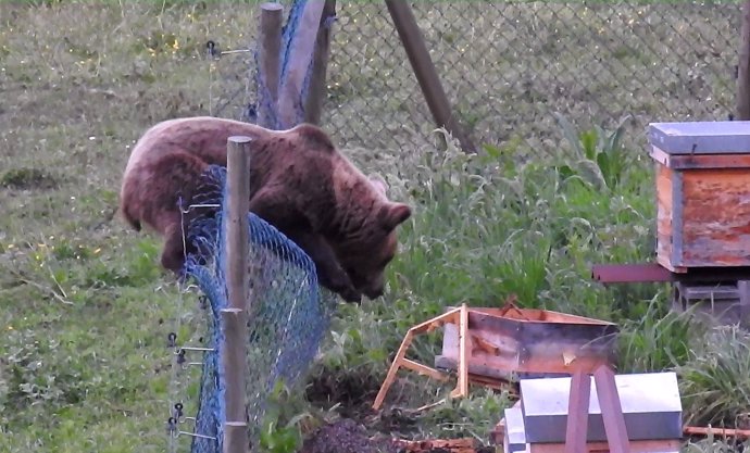 Un oso accede a panales de miel para alimentarse