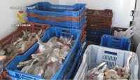 Intervenidos en Jaén 278 conejos a una empresa que los compraba a cazadores para venderlos después sin permisos