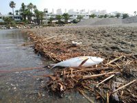 Alertan de que el nuevo cierre de la desembocadura del río Guadiaro provocará muerte de peces