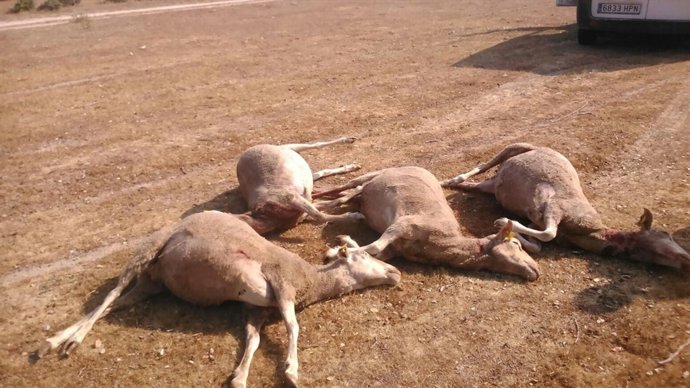 Ataque de lobos en Villaseco de los Gamitos (Salamanca)