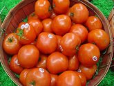 Foto: Comer solo un tomate aporta alrededor del 40% del requerimiento diario de vitamina C