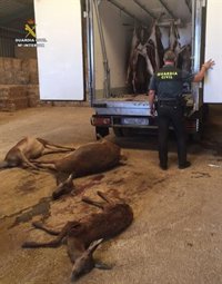 Intervenidos en una finca de Alájar (Huelva) 15 ciervos cazados ilegalmente