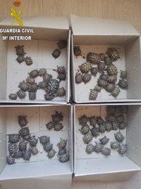 Detenido en el puerto un hombre que llevaba en su coche 82 tortugas moras para su venta