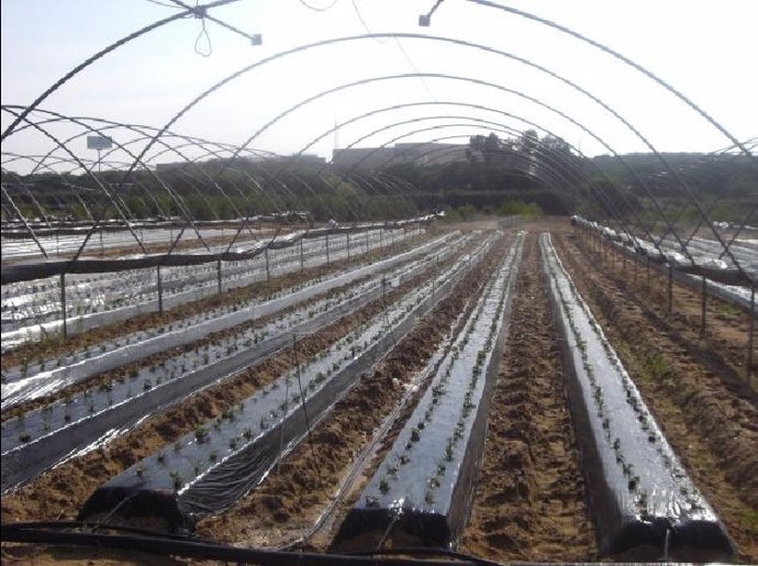 Imagen De Campo De Fresa Con Plástico Biodegradable. 