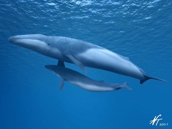 Life restoration of a mother-calf pair of Parietobalaena yamaokai