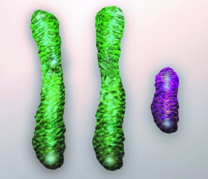 Representación cromosoma XXY