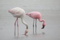 El cambio climático provoca que el flamenco enano deje de ser una "rareza" en España, según SEO/BirdLife