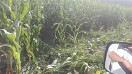 Jabalies causan importantes destrozos en un maizal en Soto del Barco