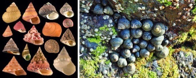 Especies de caracoles marinos de la familia 'Trochidae'