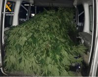 Detienen en Candasnos a una persona por cultivo de plantas de marihuana con un peso de 200 kilos