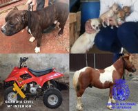 Cuatro detenidos por robar varios perros, un pony y un 'quad'