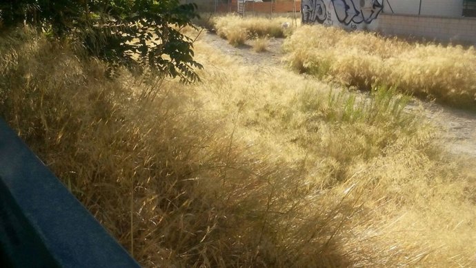 Solar abandonado con maleza