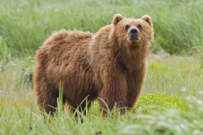 Oso Kodiak ('Ursus arctos middendorffi') en Alaska