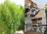 La Guardia Civil desmantela en Murcia un invernadero clandestino dedicado al cultivo ilícito de marihuana