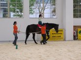 Foto: El papel del caballo como "compañero en el ámbito terapéutico"