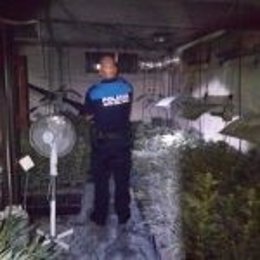 Agentes intervienen un cultivo de marihuana